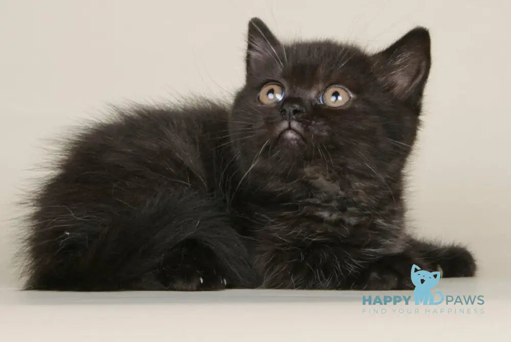 Bianka Scottish Straight female black live animals