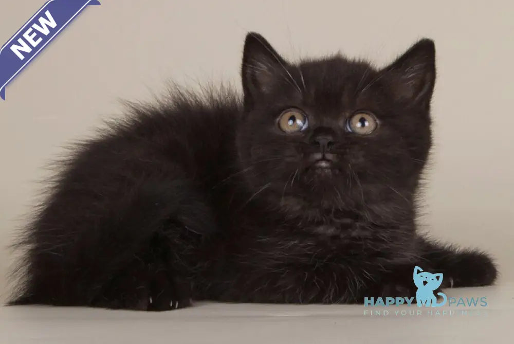 Bianka Scottish Straight female black live animals