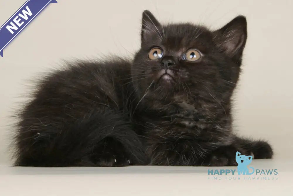 Bianka Scottish Straight female black live animals