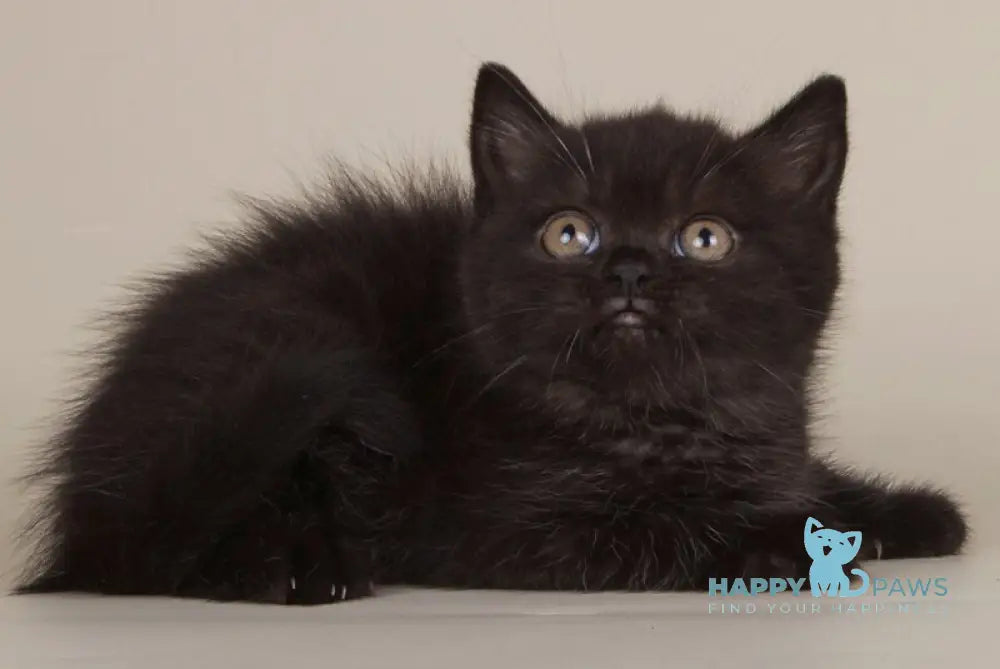 Bianka Scottish Straight female black live animals
