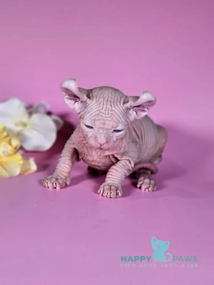 Biata Elf female white live animals