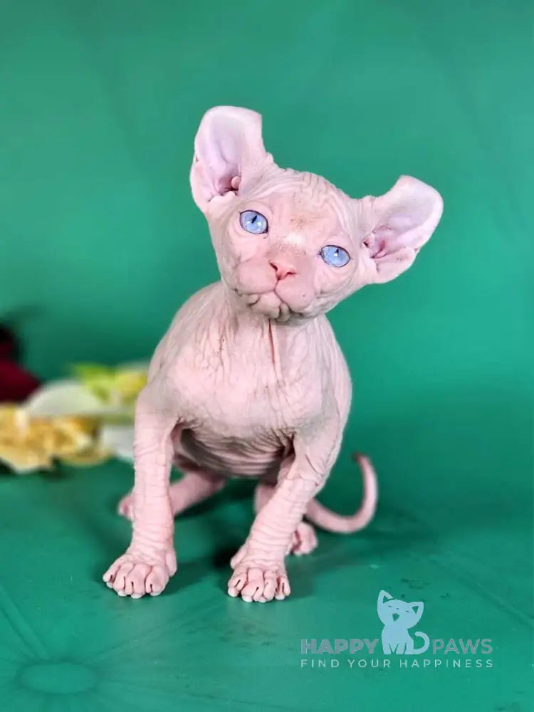 Biata Elf female white live animals