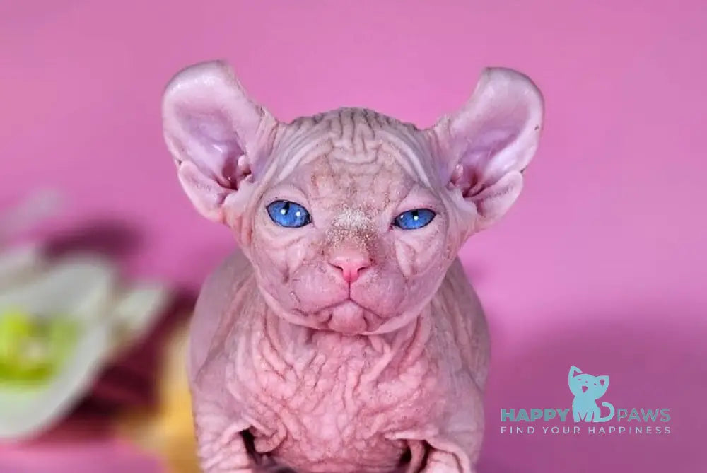 Biata Elf female white live animals