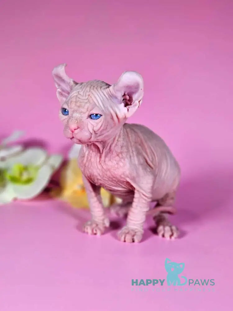 Biata Elf female white live animals