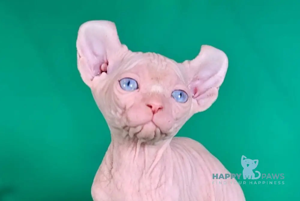 Biata Elf female white live animals