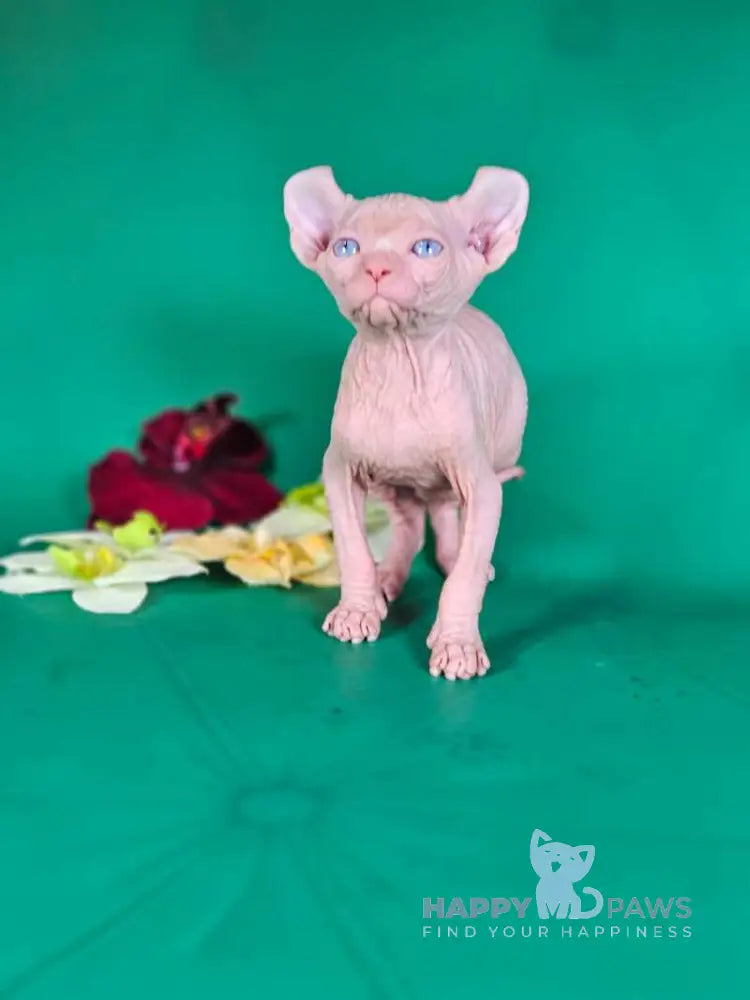 Biata Elf female white live animals