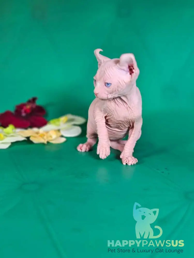 Biata Elf female white live animals