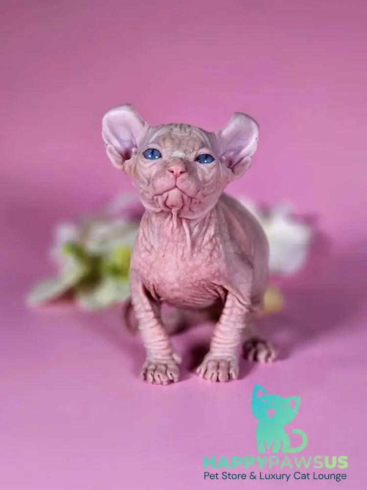 Biata Elf female white live animals