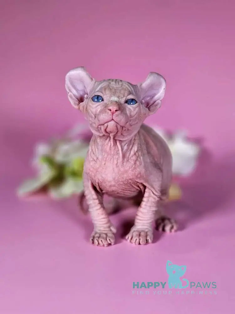 Biata Elf female white live animals