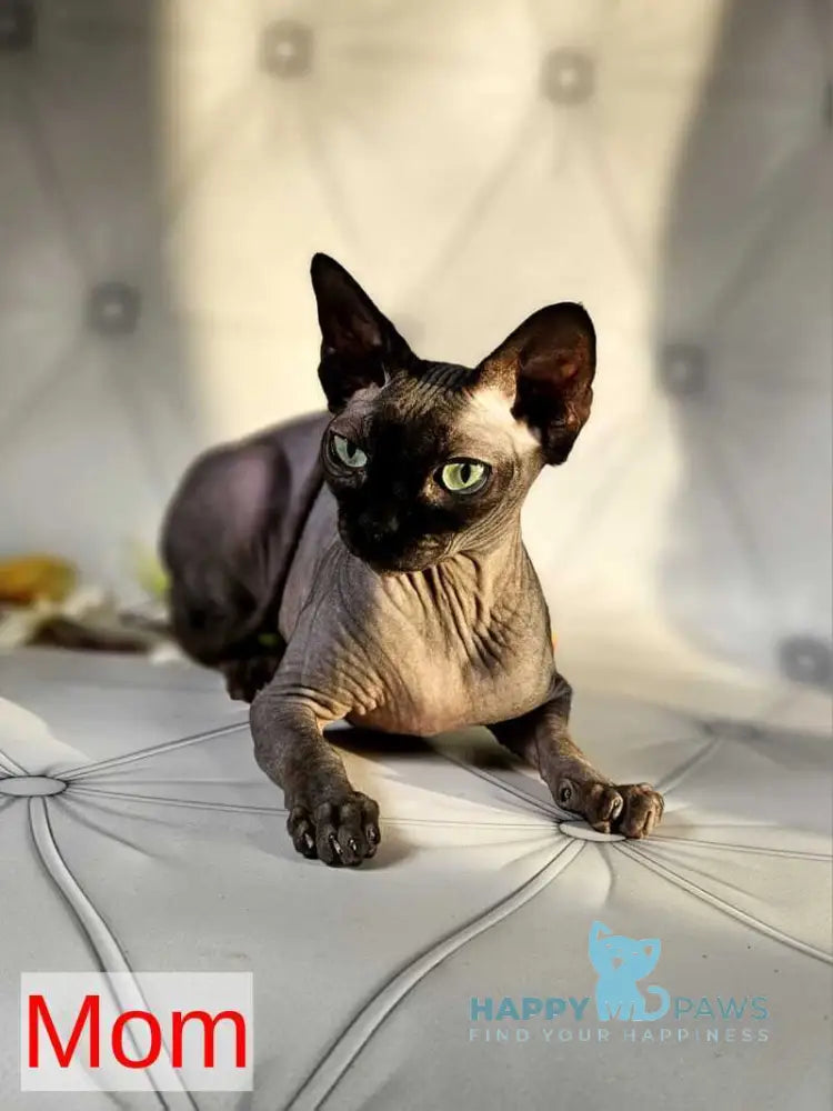 Biata Elf female white live animals