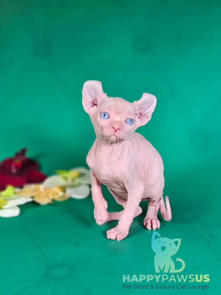Biata Elf female white live animals