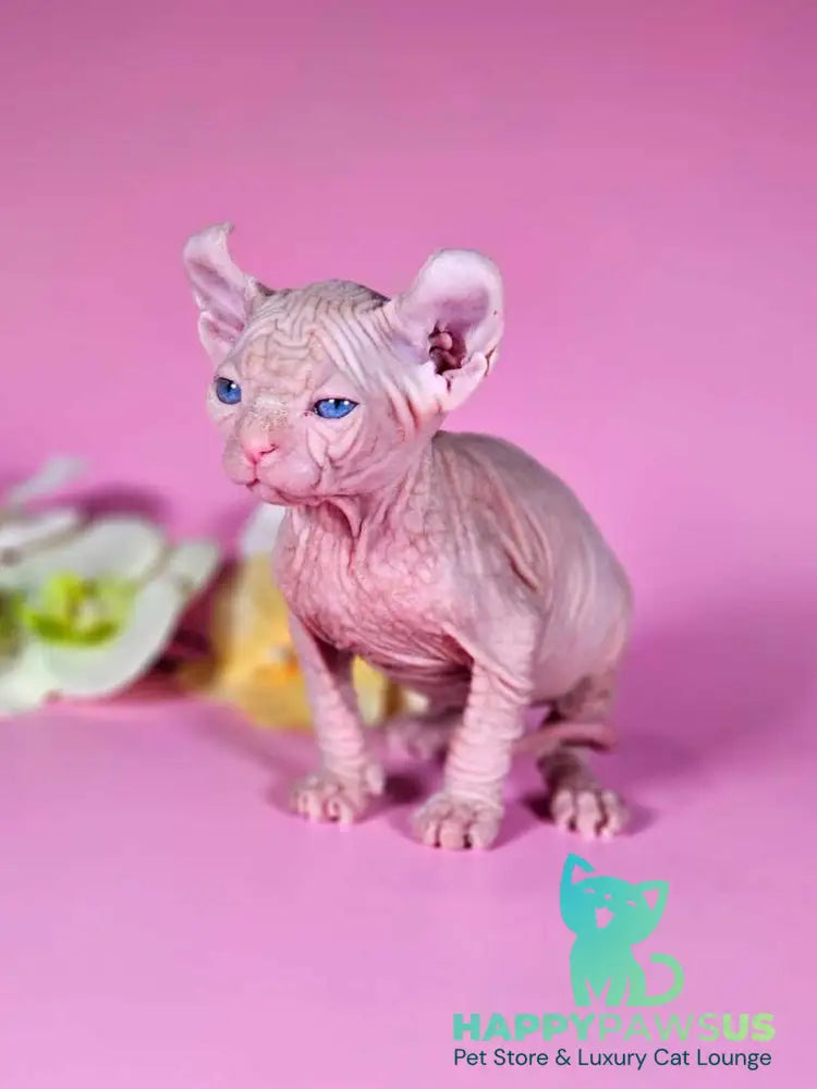 Biata Elf female white live animals