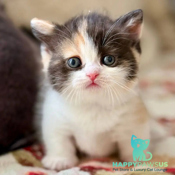 Bibi Munchkin female black tortie bicolour