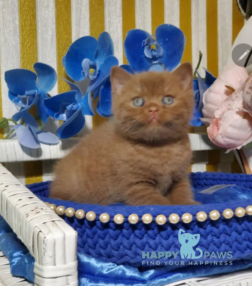 Big Bear British Shorthair male cinnamon live animals