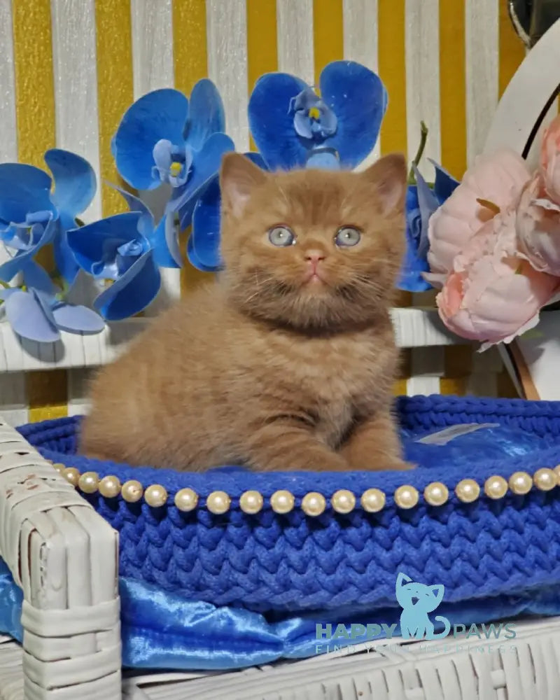 Big Bear British Shorthair male cinnamon live animals