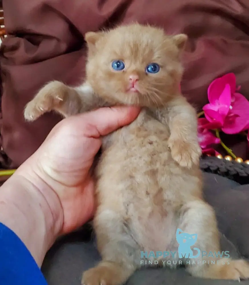 Big Bear British Shorthair male cinnamon live animals