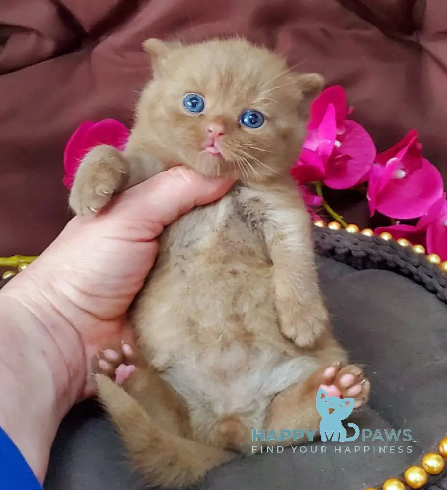 Big Bear British Shorthair male cinnamon live animals