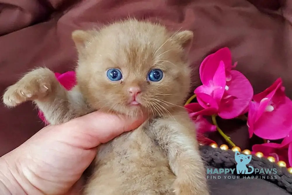 Big Bear British Shorthair male cinnamon live animals