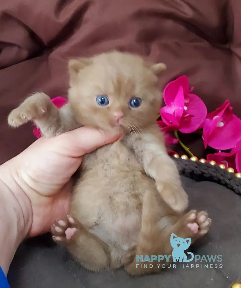 Big Bear British Shorthair male cinnamon live animals