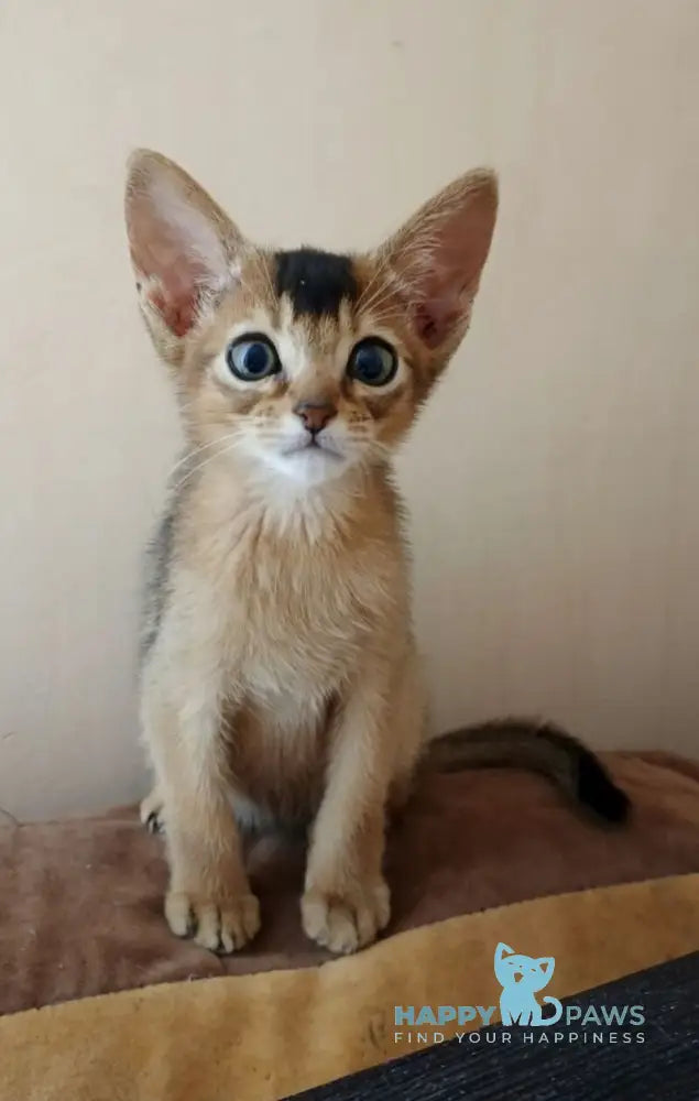 Big Cake Abyssinian male ruddy live animals