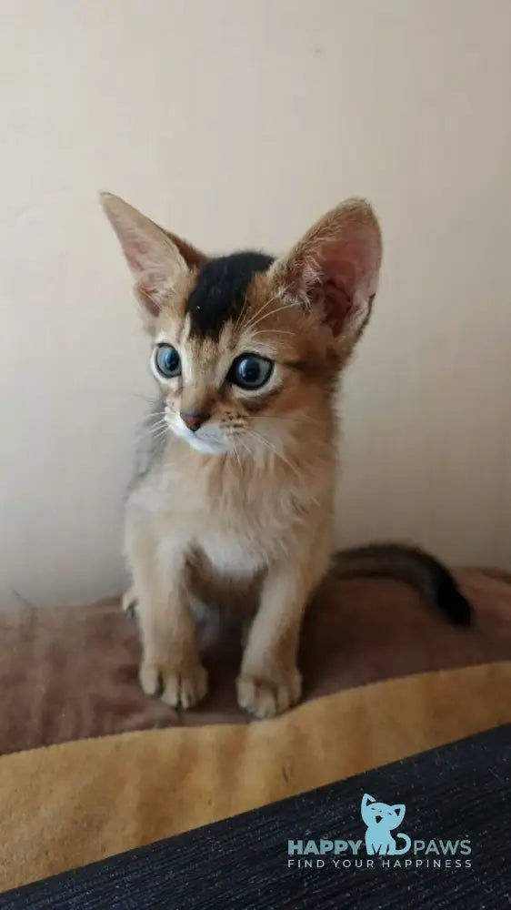 Big Cake Abyssinian male ruddy live animals