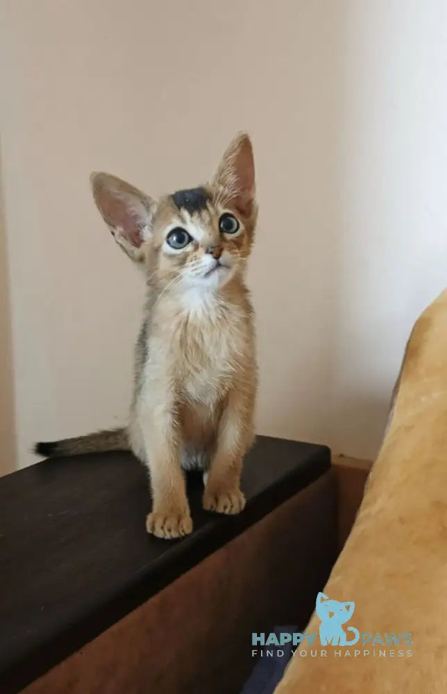 Big Cake Abyssinian male ruddy live animals