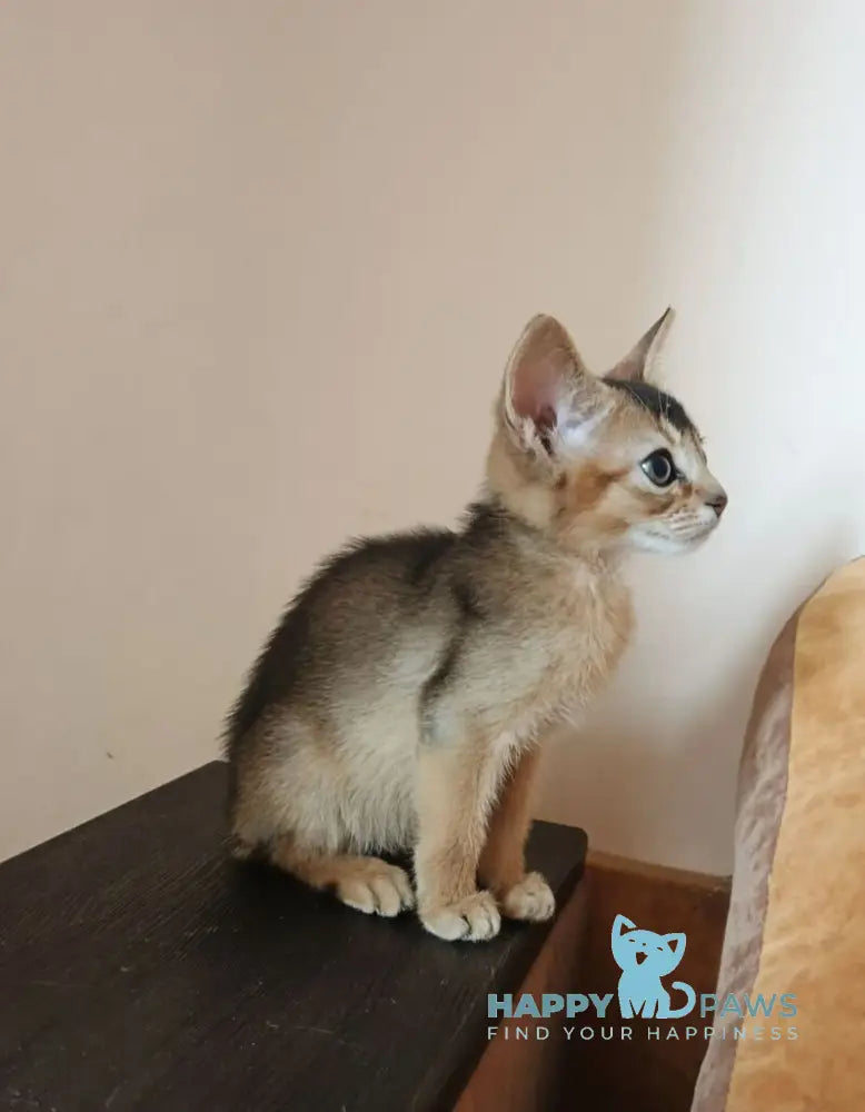 Big Cake Abyssinian male ruddy live animals