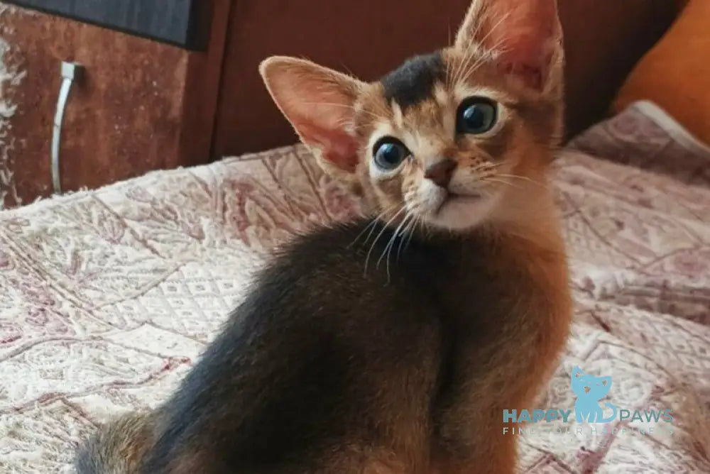 Big Cake Abyssinian male ruddy live animals