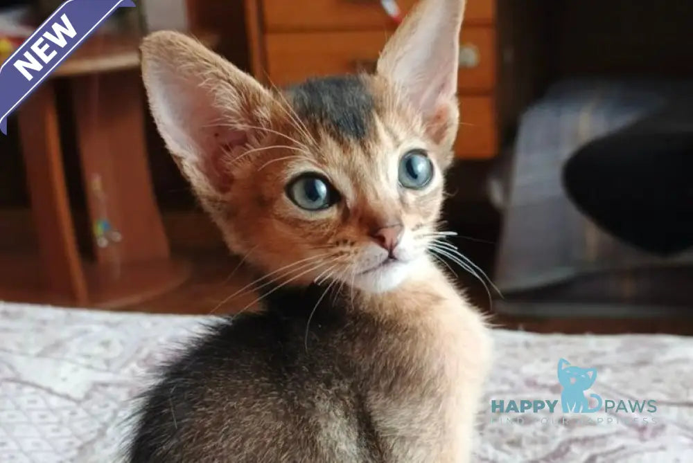 Big Carat Abyssinian male ruddy live animals