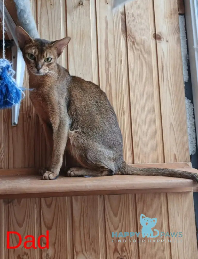 Big Douglas Abyssinian male black live animals