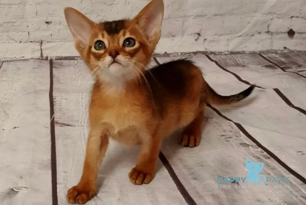 Big Douglas Abyssinian male black live animals