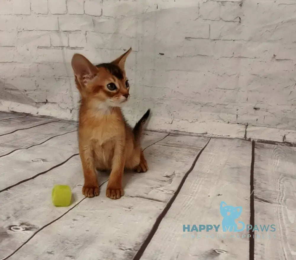 Big Douglas Abyssinian male black live animals