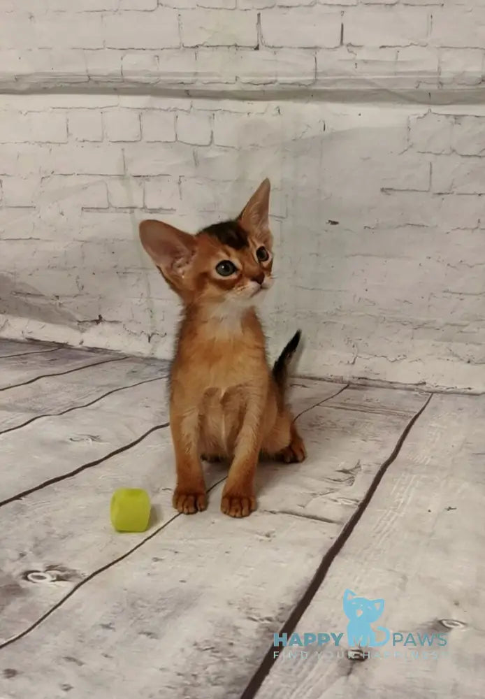 Big Douglas Abyssinian male black live animals