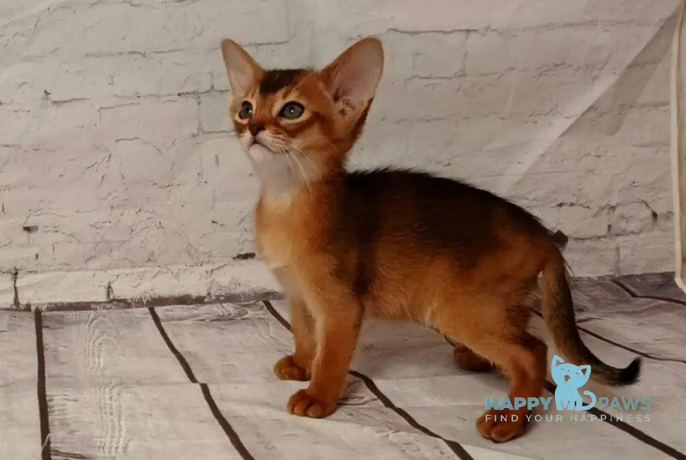 Big Douglas Abyssinian male black live animals