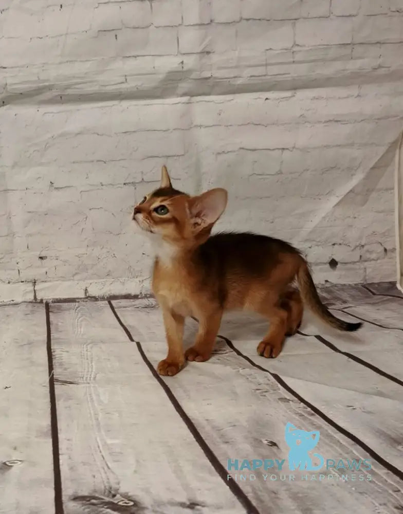 Big Douglas Abyssinian male black live animals