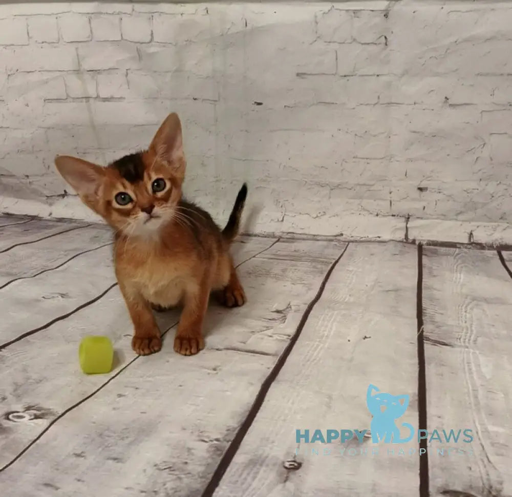 Big Douglas Abyssinian male black live animals