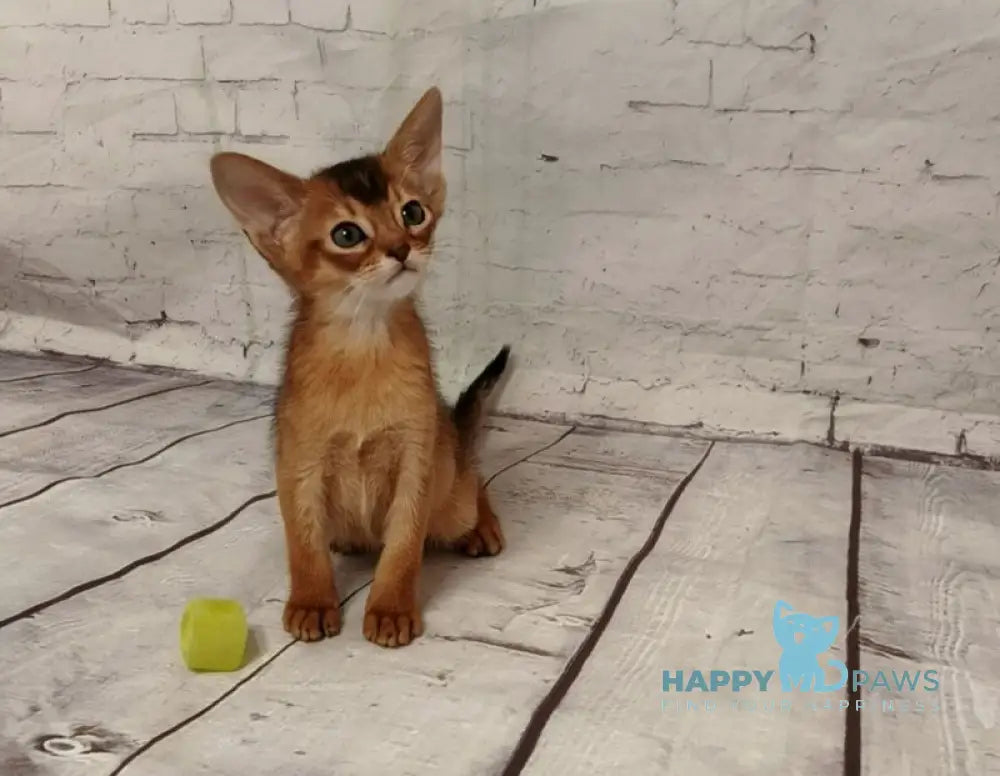 Big Douglas Abyssinian male black live animals