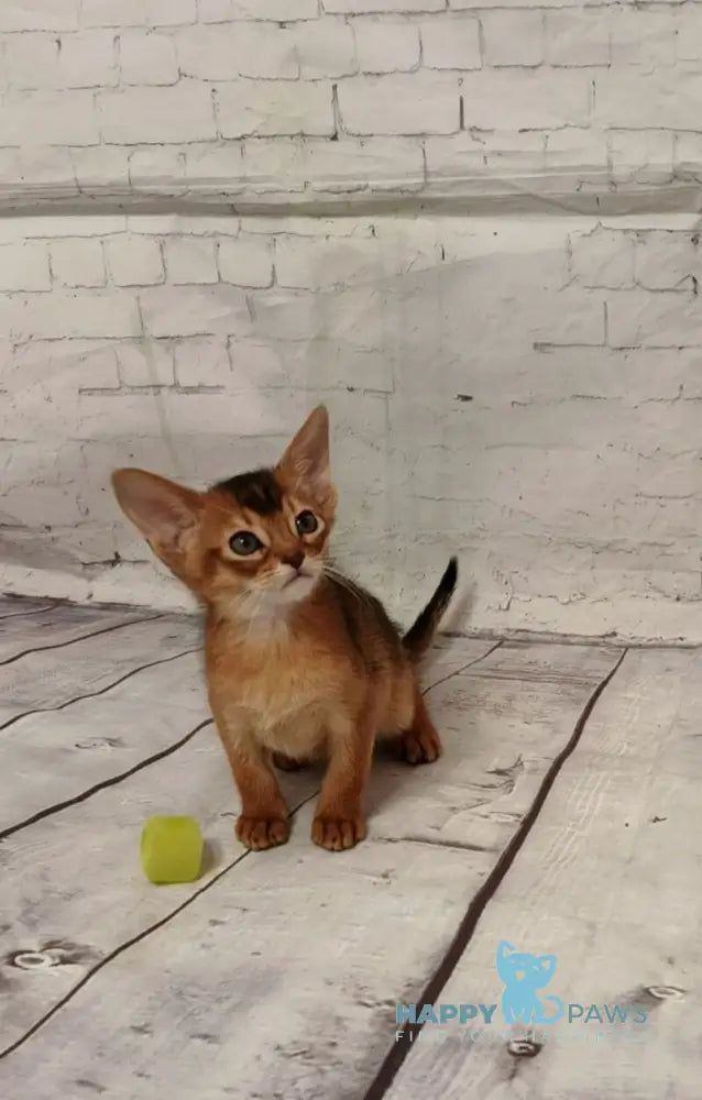 Big Douglas Abyssinian male black live animals