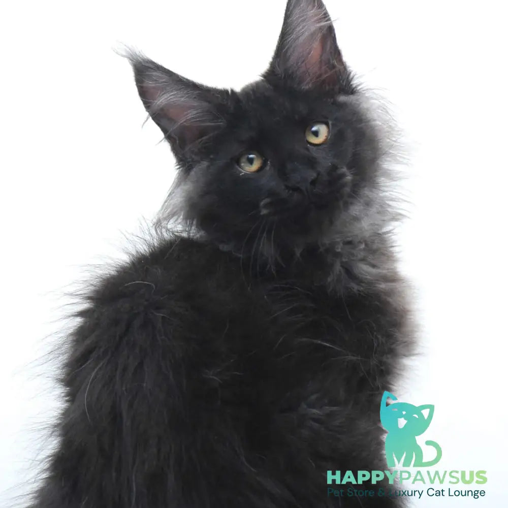 Bikanto Maine Coon male black silver - live animals