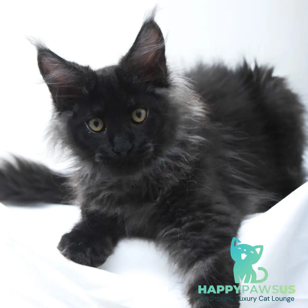 Bikanto Maine Coon male black silver - live animals