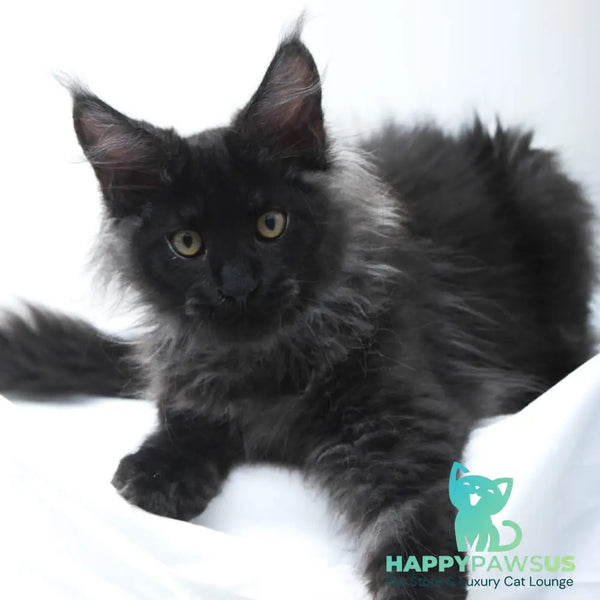 Bikanto Maine Coon male black silver - live animals