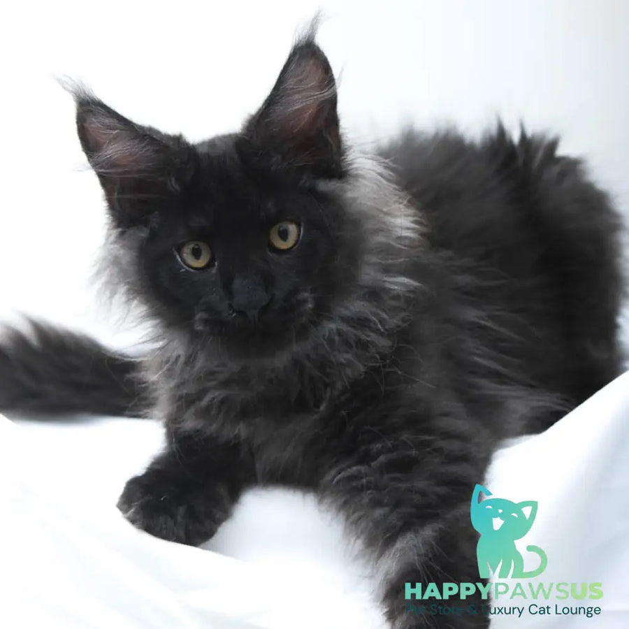 Bikanto Maine Coon male black silver - live animals