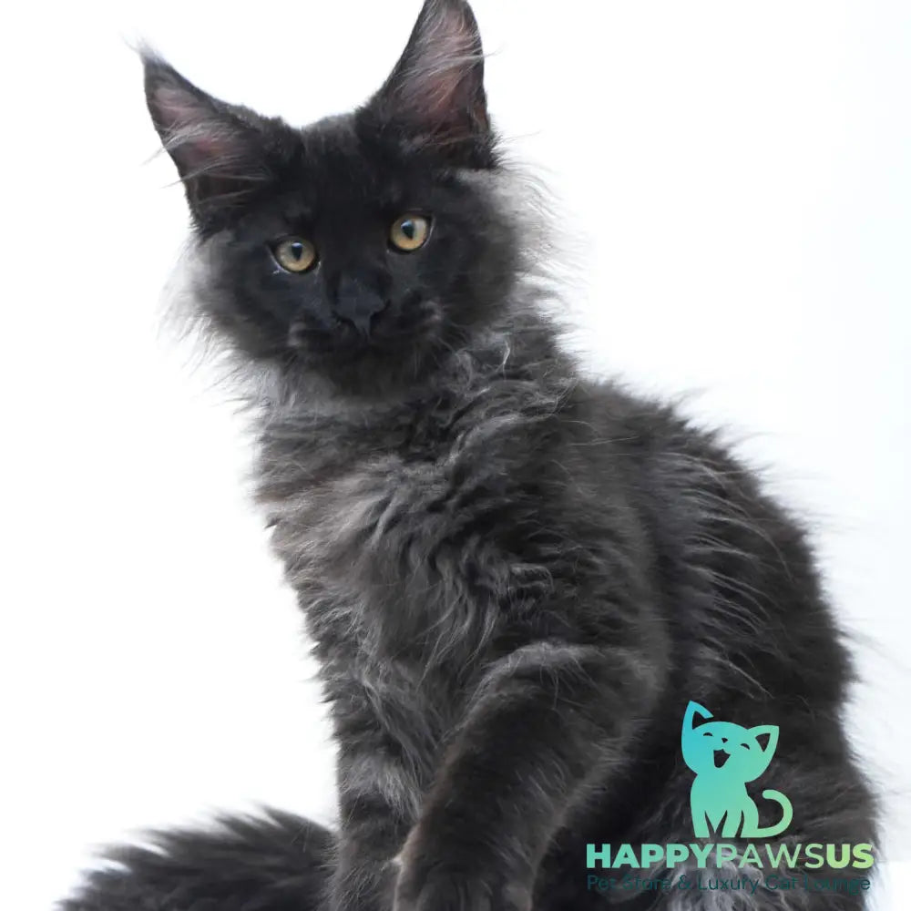 Bikanto Maine Coon male black silver - live animals