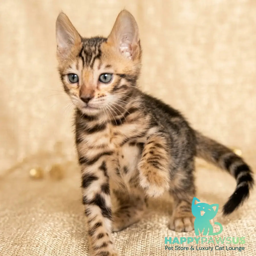 Bilbao Bengal male black spotted tabby - live animals