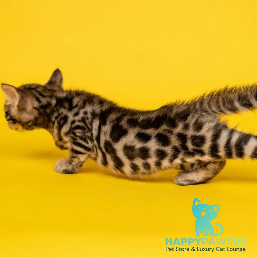 Bilbao Bengal male black spotted tabby - live animals