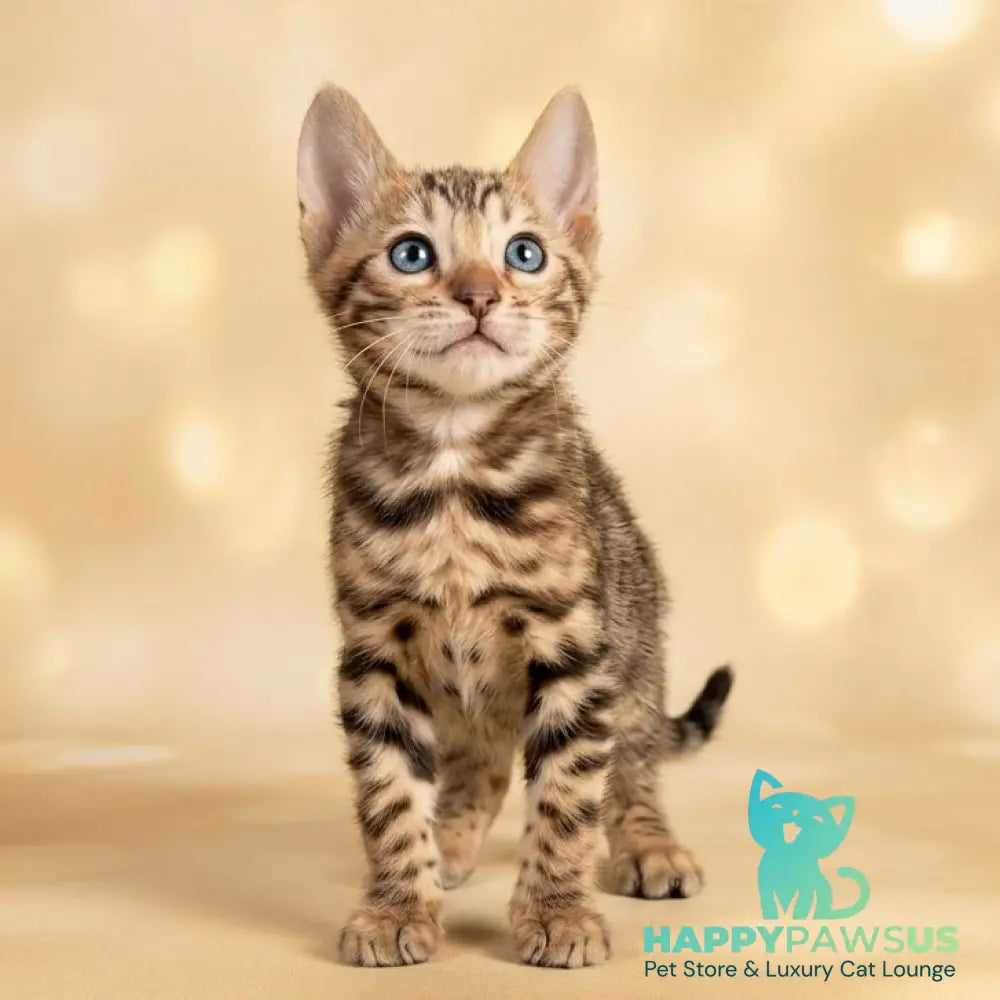 Bilbao Bengal male black spotted tabby - live animals