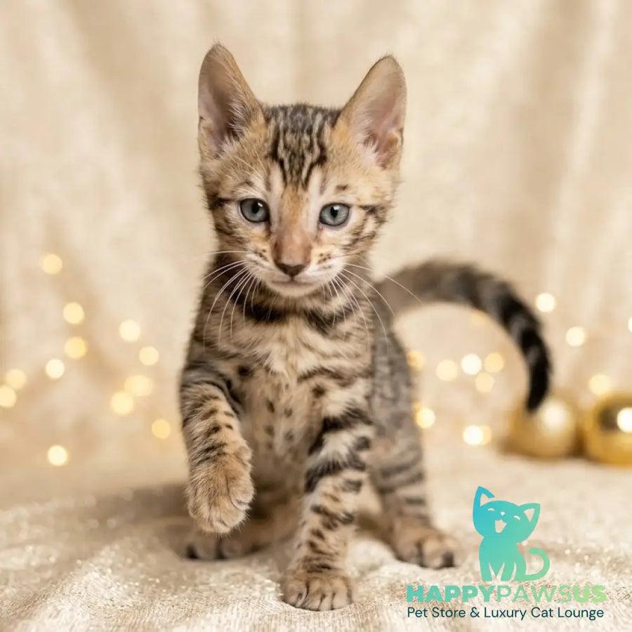 Bilbao Bengal male black spotted tabby - live animals