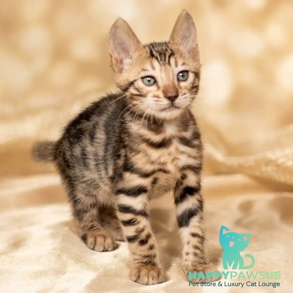 Bilbao Bengal male black spotted tabby - live animals