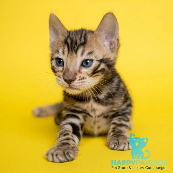 Bilbao Bengal male black spotted tabby - live animals