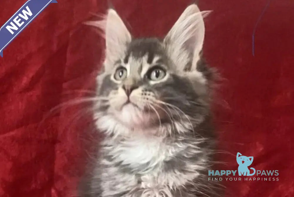 Bill Maine Coon male blue silver tabby live animals